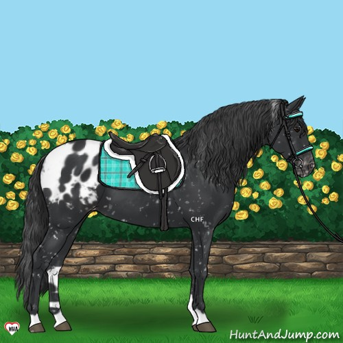 Horse Color:Black Appaloosa 