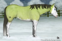 Horse Color:Buckskin Roan Dun Splash