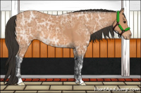 Horse Color:Bay Ice Appaloosa