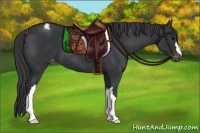 Horse Color:Black Appaloosa 