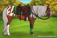 Horse Color:Silver Bay Appaloosa 