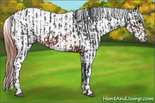 Horse Color:Brown Rabicano and Brown Appaloosa Rabicano