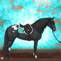 Horse Color:Black Appaloosa 