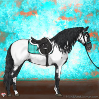 Horse Color:Black Appaloosa 