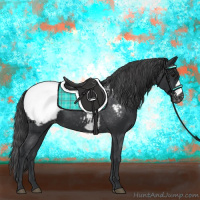 Horse Color:Black Appaloosa