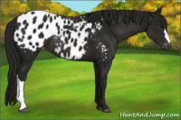 Horse Color:Gray Smoky Black Appaloosa