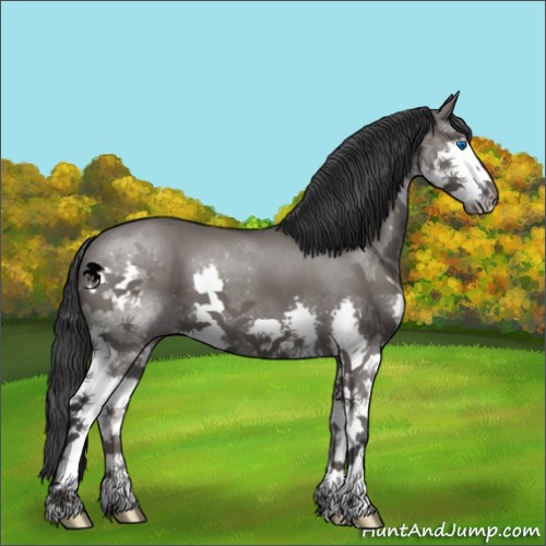 Horse Color:Grullo Splash 