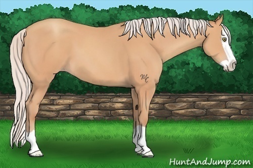Horse Color:Silver Amber Champagne Splash