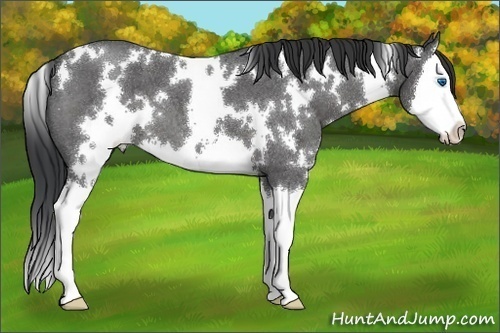 Horse Color:White Spotted Blue Roan Splash 