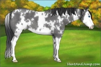 Horse Color:White Spotted Blue Roan Splash
