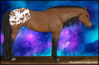 Horse Color:Gray Bay Appaloosa 