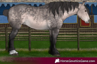 Horse Color:Platinum Buckskin 