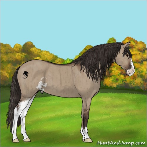 Horse Color:Liver Red Dun Sabino Brindle 