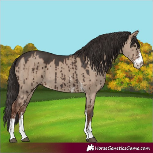 Horse Color:Liver Red Dun Sabino Brindle 