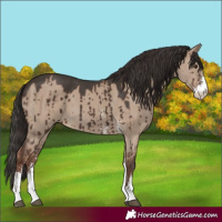 Horse Color:Liver Red Dun Sabino Brindle 