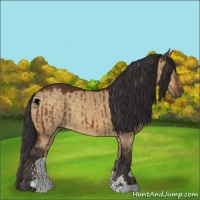 Horse Color:Buckskin Dun Sabino Brindle 