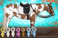 Horse Color:White Spotted Chestnut 