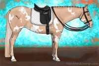 Horse Color:White Spotted Gold Champagne Appaloosa