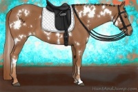 Horse Color:White Spotted Chestnut 