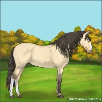Horse Color:Buckskin Dun 