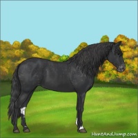 Horse Color:Black Appaloosa