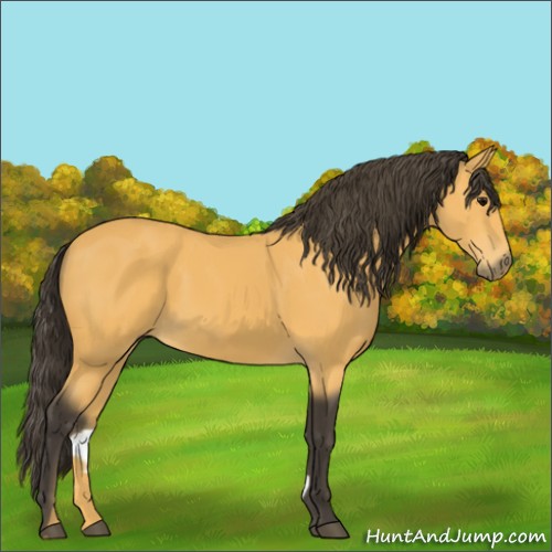 Horse Color:Buckskin 