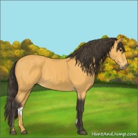 Horse Color:Buckskin 