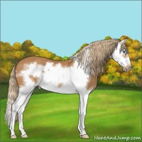 Horse Color:Chestnut Splash Frame 