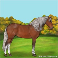 Horse Color:White Spotted Silver Bay 