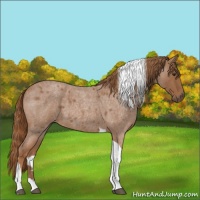 Horse Color:Red Roan Tobiano 