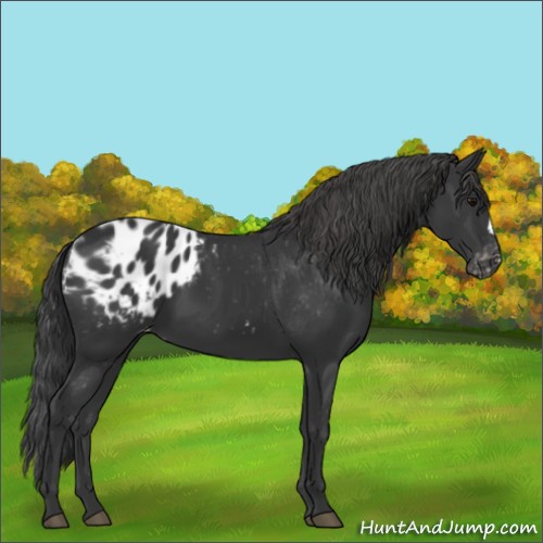 Horse Color:Black Appaloosa