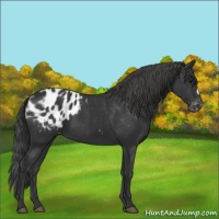 Horse Color:Black Appaloosa