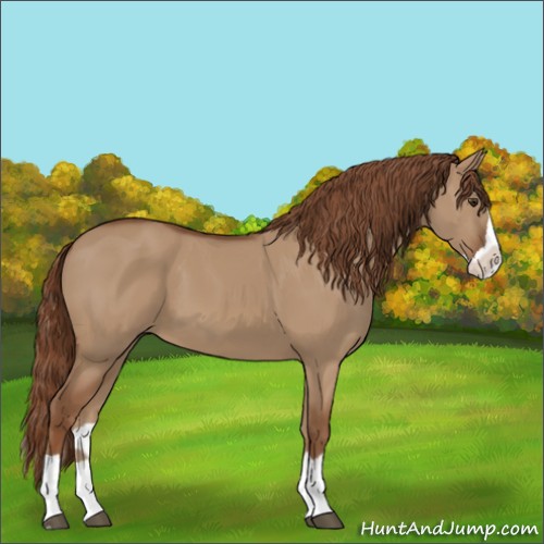 Horse Color:Red Dun Splash 