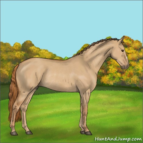 Horse Color:Red Dun Rabicano