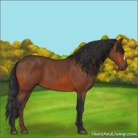 Horse Color:Bay 