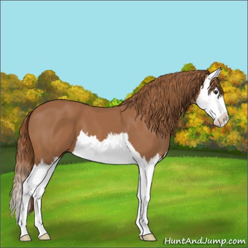 Horse Color:Chestnut Splash 