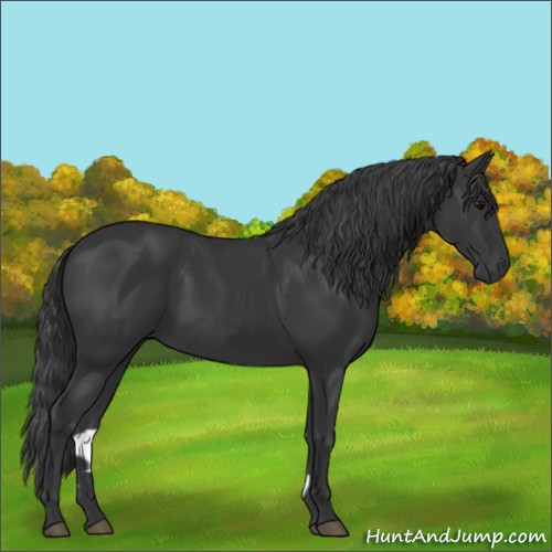 Horse Color:Black 