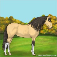 Horse Color:Buckskin 