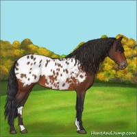 Horse Color:Bay Appaloosa 