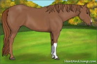 Horse Color:Chestnut 