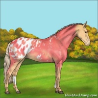 Horse Color:Palomino Appaloosa 