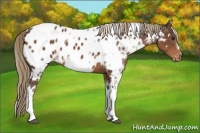 Horse Color:White Spotted Liver Chestnut Appaloosa 