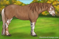 Horse Color:Chestnut  and Chestnut Splash 