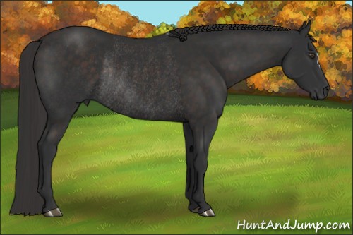 Horse Color:Liver Chestnut Rabicano 