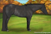Horse Color:Liver Chestnut Rabicano 