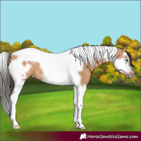 Horse Color:Bay Dun Splash Tobiano Frame