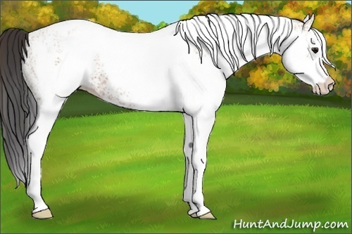 Horse Color:White Spotted Bay 