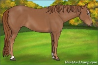 Horse Color:Chestnut Sabino