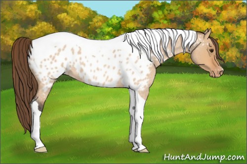 Horse Color:Bay Roan Dun Tobiano Near Leopard 