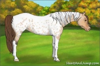 Horse Color:Bay Roan Dun Tobiano Near Leopard